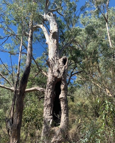 An Aboriginal canoe tree estimated to be 500 years old (Henry the VIII was king when this was a sapling)