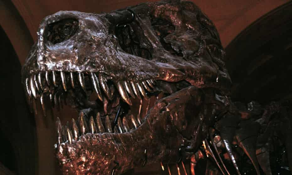 Tyrannosaurus rex ‘Sue’: the largest, most complete and best preserved T. rex ever found.