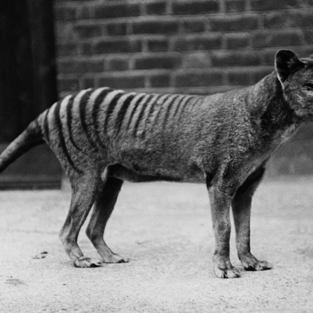 Your De Extinction Questions Answered