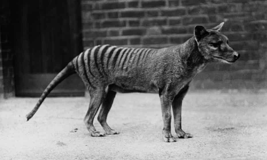 Back from the dead … a clone of the Tasmanian tiger could walk the Earth again, 80 years after it was declared extinct.