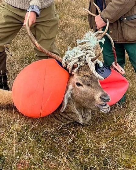 A stag with big orange and red plastic hanging off its antlers as two men hold the animal down
