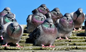 'Pigeons facing a chilly breeze on a rooftop in the port of Provincetown, Cape Cod, US.’