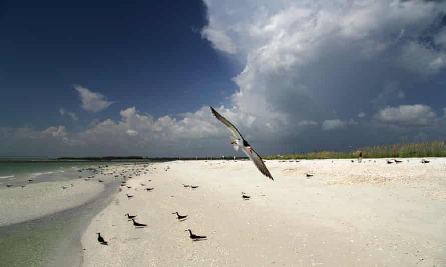 Black skimmer on Tigertail Beach, Marco Island, Florida Gulf Coast