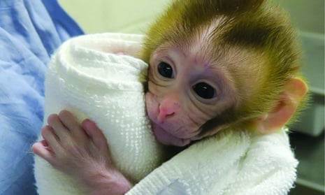 The baby rhesus macaque Grady