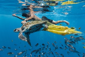 Save Turtle by Jing Li, highly commended environmental photographer of the year