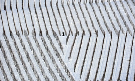 All white on the night: a man walks through snow-covered vineyards in the southern German village of Kleinbottwar.