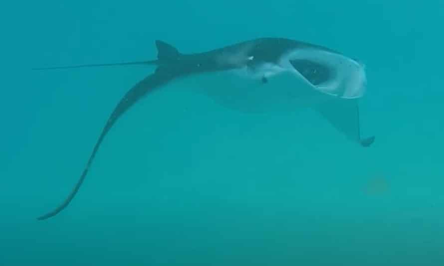 A manta ray in the Maldives captured in 2019.