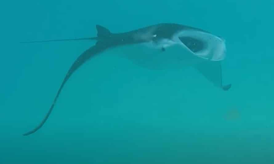 ‘The path was alive with army ants!’ – readers’ holiday encounters with nature 6 A manta ray in the Maldives captured in 2019.