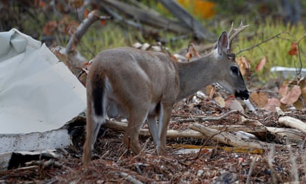 An endangered Key deer among the debris after Hurricane Irma, in Big Pine Key.