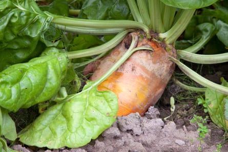 Mangelwurzel root sticking out of earth with green leaves