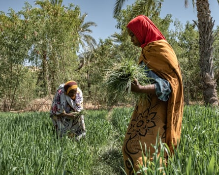 Two African women in long robes work on crops in a little plot of land amid trees
