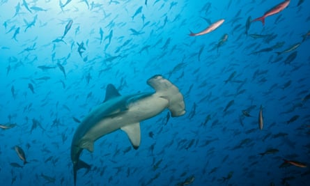 Scalloped hammerhead shark off swimming amid shoal of small fish