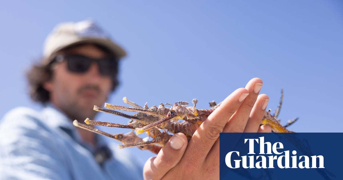 Sea dragon populations decimated in ‘mind-blowing’ mass mortality event caused by South Australian algal bloom
