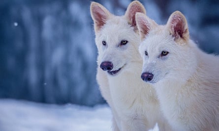 Two wolves against a blurred snowy background