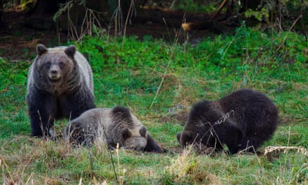 Brown bears in Gorski Kotar