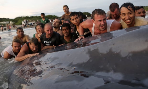 People try to help a stranded whale at Popoyo beach, Nicaragua.