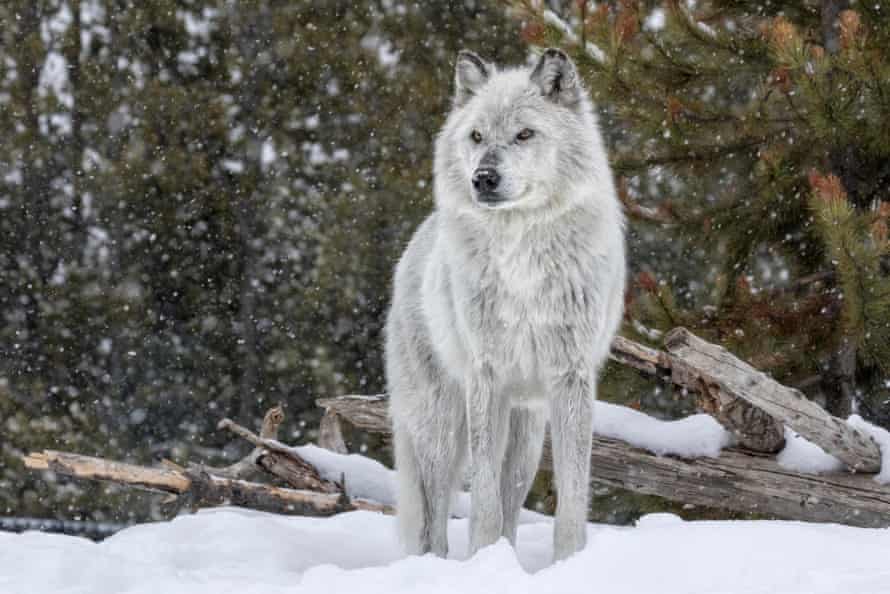 A gray wolf in Yellowstone national park, where the species has been successfully reintroduced.
