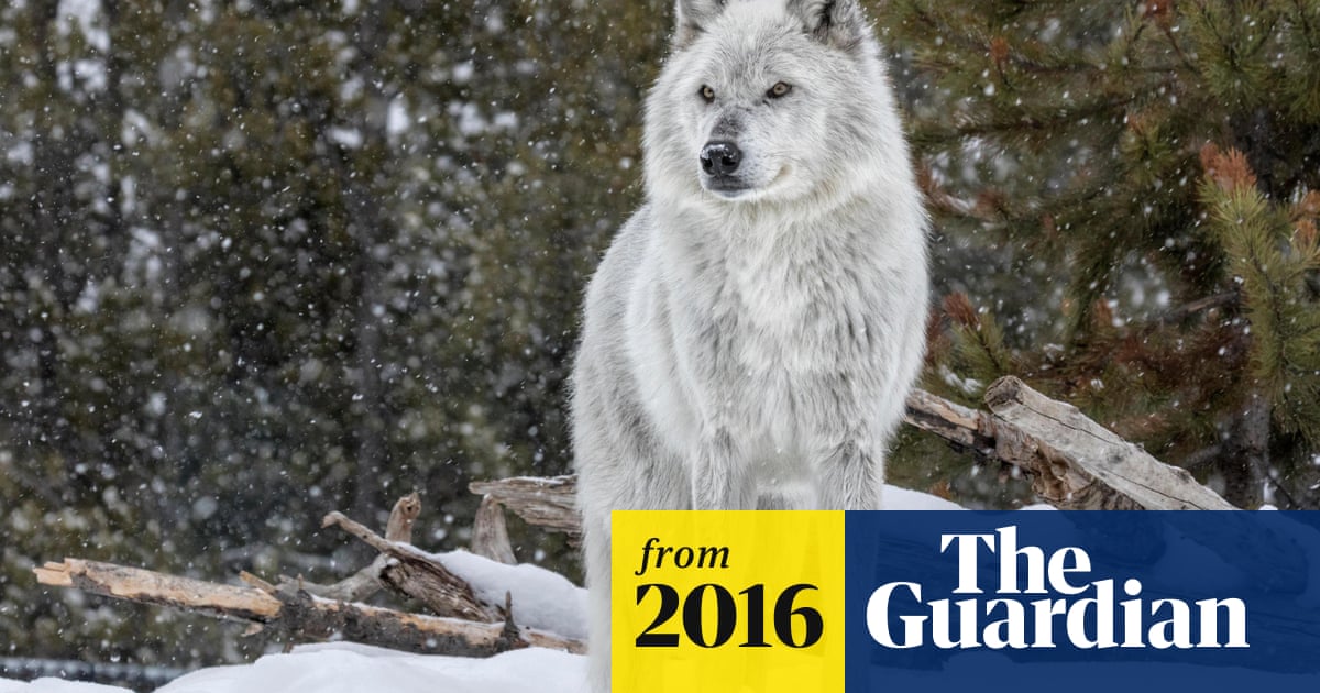 america learn to love the big bad wolf