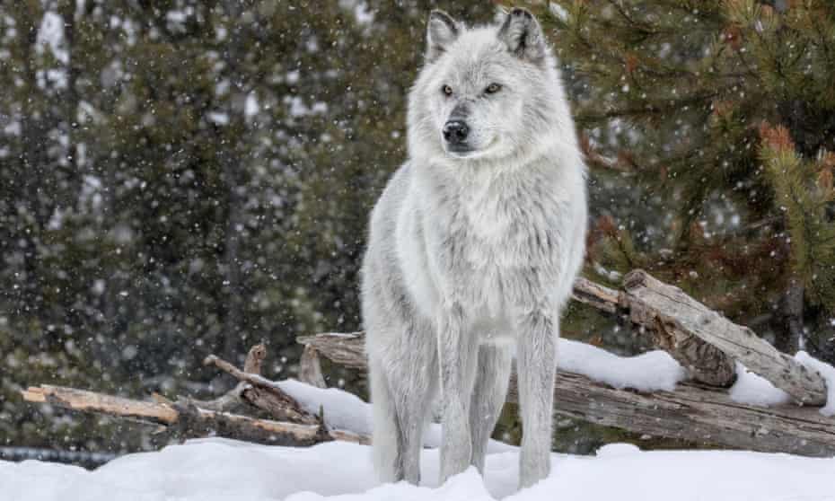 Between 1995 and 1997, 41 wolves were reintroduced to Yellowstone park. Their return transformed the landscape and spurred a global ‘rewilding’ effort. 