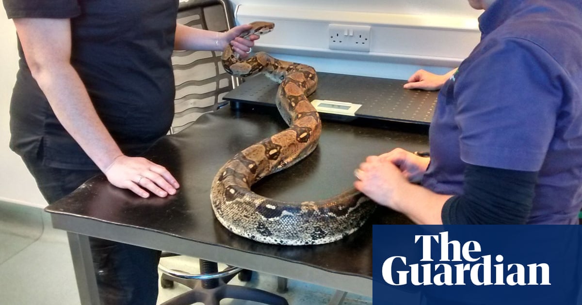 'An abandoned boa in Bristol': RSPCA rescue 4,000 exotic pets a year