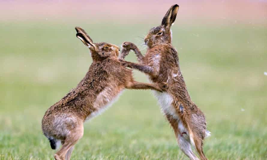 Hares box each other