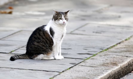 Larry, sur son territoire natal de Downing Street.