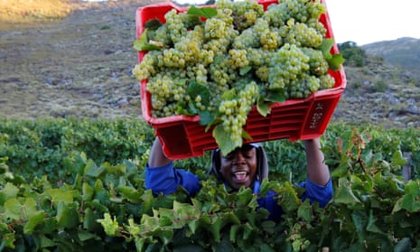 A worker harvests grapes.