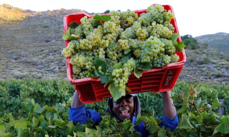 A worker harvests grapes in South Africa