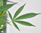 NSW politicians say cannabis decriminalisation inevitable after report points to unequal system