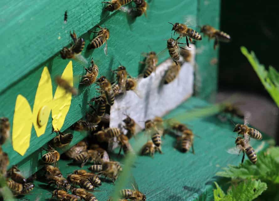 The queen bee is fed royal jelly, a nutrient-rich substance produced by worker bees