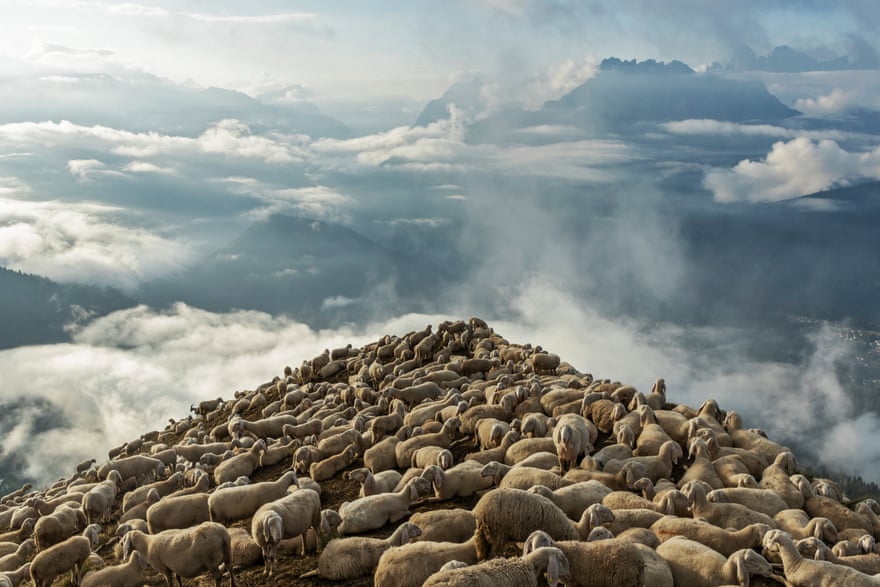 Fabio’s flock on the Col Becher mountain pasture in the Belluno Dolomites, where he spends most of the summer.