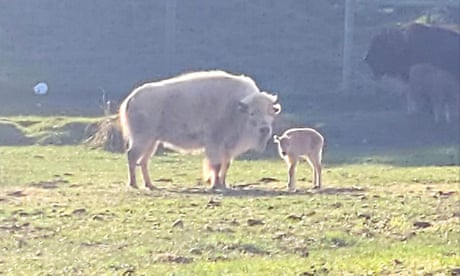 ‘Ball of fluff’: rare white bison born in Wyoming is first in park’s 32-year history