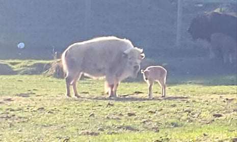 A photo released by the state park shows the two-year-old white bison and her recently born calf.