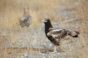 An Egyptian vulture is seen near Van, Turkey
