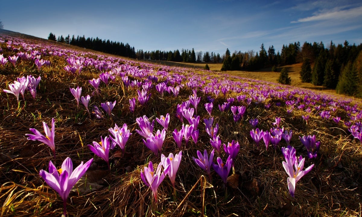 Where To See Spring Wildflowers In Europe Readers Travel Tips Walking Holidays The Guardian