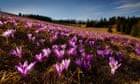 Where to see spring wildflowers in Europe: readers' travel tips