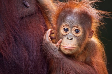 Bornean Orangutan male baby aged 8-9 months