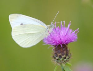 A small white butterfly