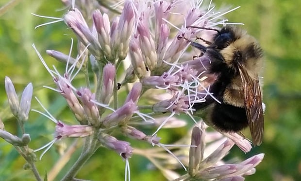 A rusty patched bumblebee which the US Fish and Wildlife Service has proposed listing for federal protection.