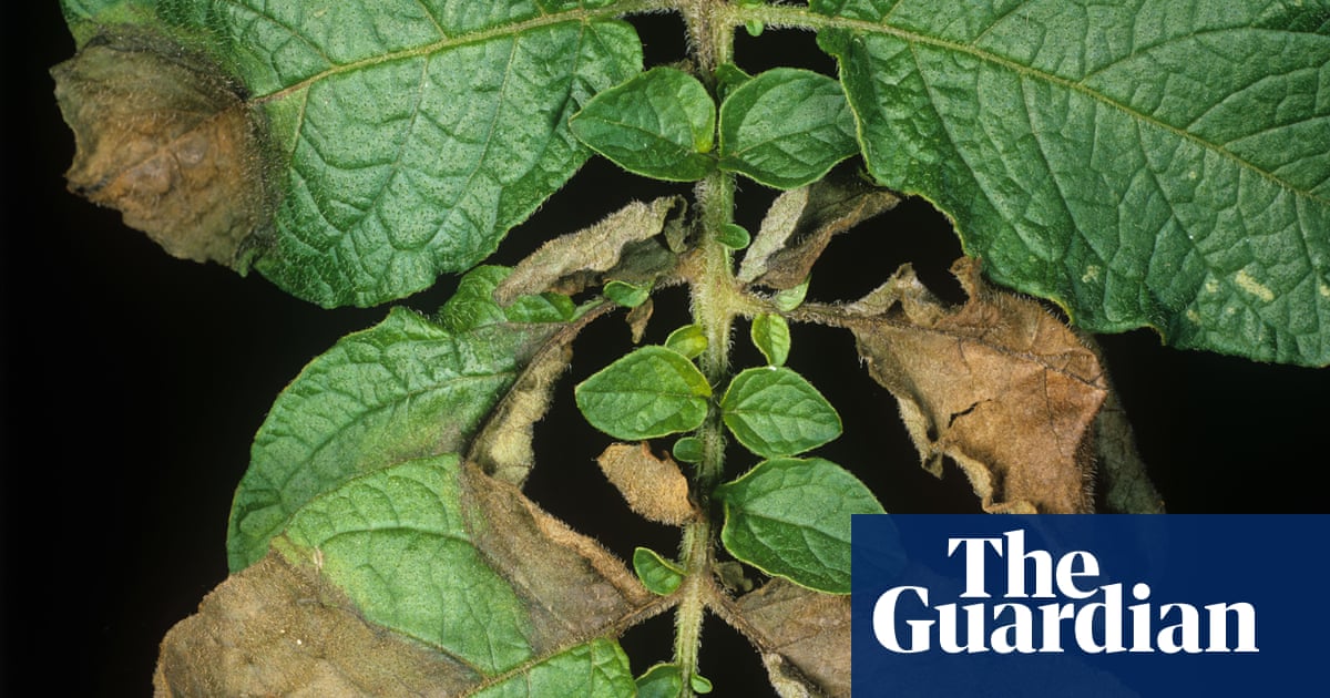 Scientists point to Andes potato pathogen as origin of Irish famine | Microbiology Scientists point to Andes potato pathogen as origin of Irish famine | Microbiology