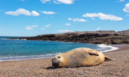 A sea lion on the beach at Cabo Raso village, Patagonia, Argentina