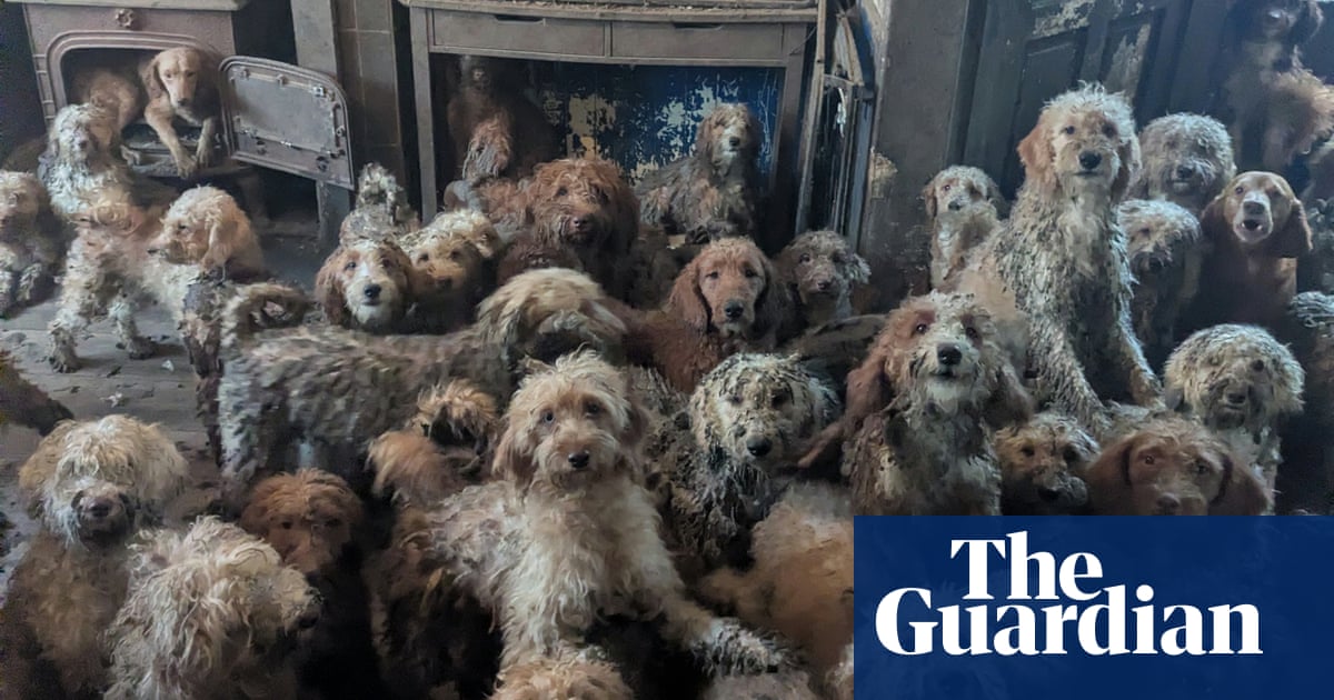 RSPCA accused of using AI after releasing ‘shocking’ images of dogs found at property