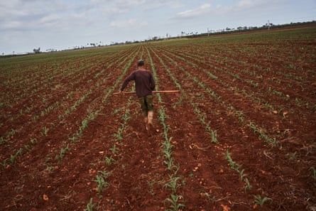 A man walks through a cornfield carrying a farm implement