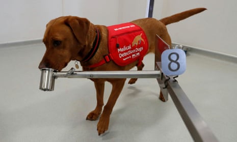 Medical detection dogs could play a role in preventing the spread of the coronavirus.