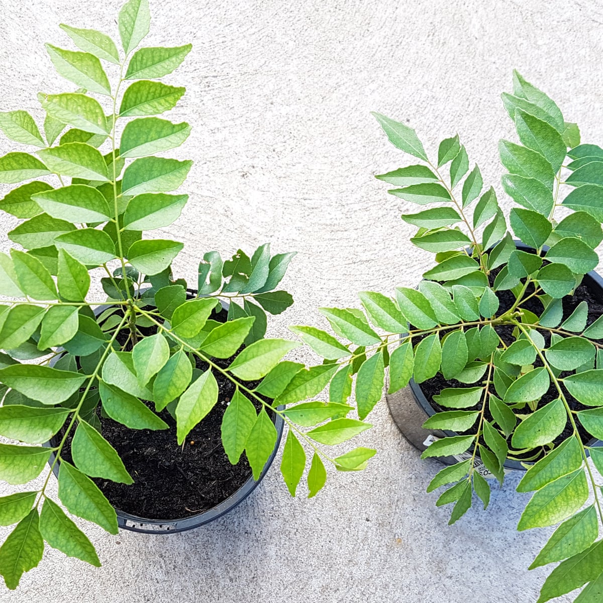 Ditch Shop Bought Curry Leaves Fresh Ones Will Knock Your Socks Off Gardening Advice The Guardian Ditch Shop Bought Curry Leaves Fresh Ones Will Knock Your Socks Off Gardening Advice The Guardian