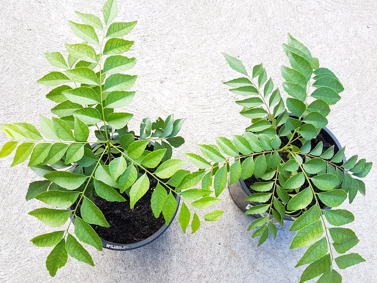 Ditch shop bought curry leaves fresh ones will knock your socks ...