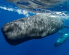 Sperm Whales Alter Clicks in Response to Boat Noise