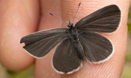 A butterfly.