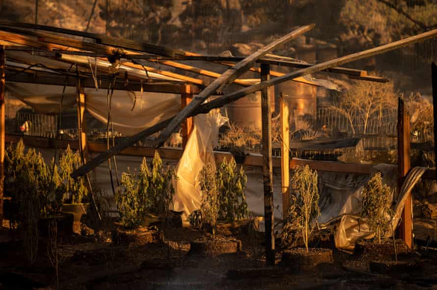 A burnt greenhouse is filled with blackened marijuana plants.