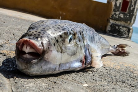 A silver-cheeked toadfish laid out on the ground